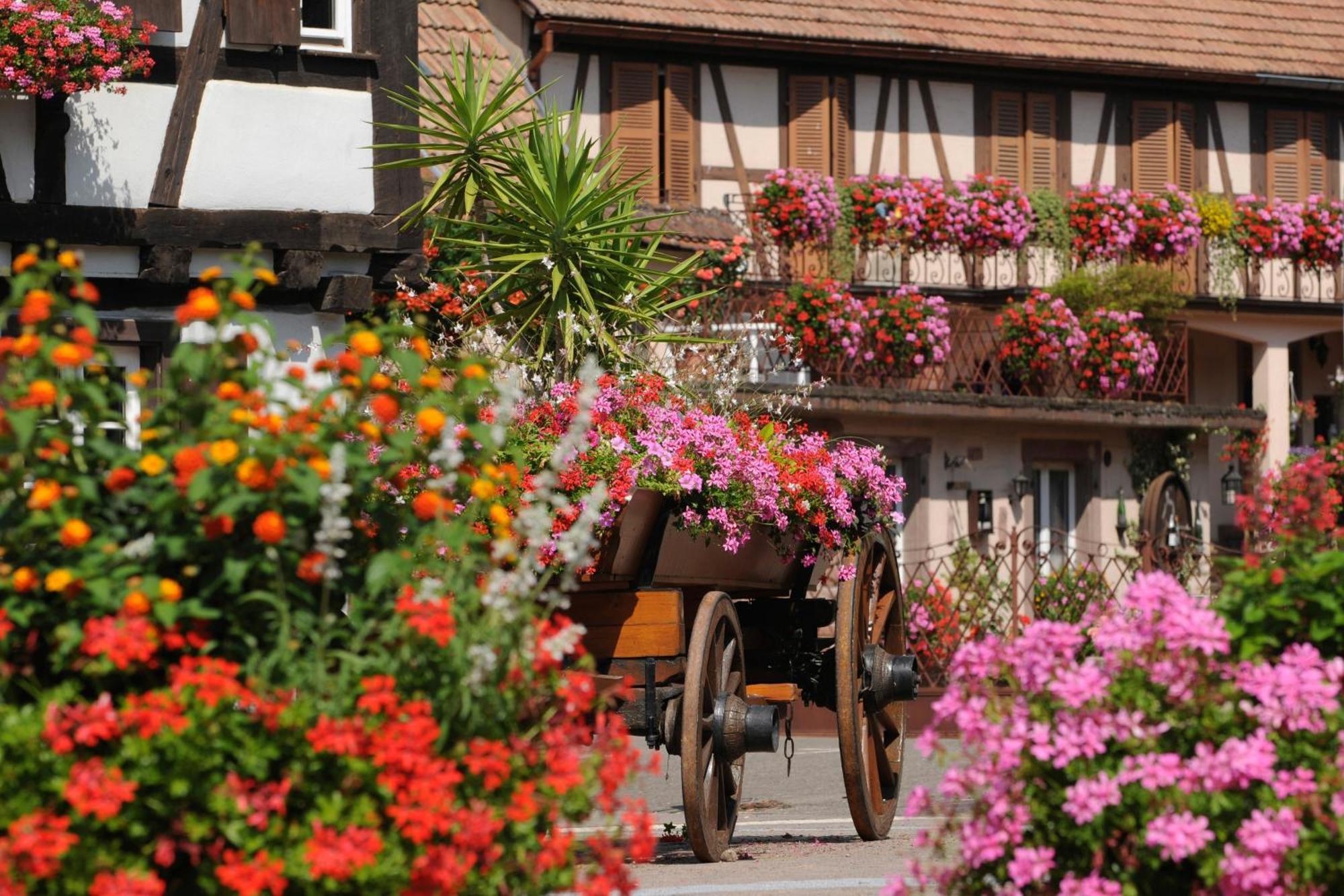 Gite See You Soon - Maisonnette Green Lodge ريبوفيل المظهر الخارجي الصورة